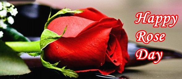 Happy rose day, rose day date, rose day sms, rose day messages, rose day quotes, rose day wishes, rose day images, rose day pictures, rose day whatsapp status